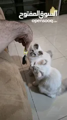  11 قطه هملايا انثى للبيع عمر ثلاث شهور  أكثير لعوبه حنونه مسليه نظيف جدا متعوده على البوكس مدربه