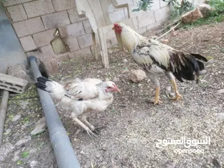  1 ديك و جاجة شغالات