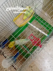  4 خمس زواج تحتها فراخ