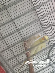  11 جوز هوغو رومو للبيع صحه ونظافه لجوز عين حمرا لذكر لون بسكوتي والانثى لون ابيض مع فرخ عمر شهر تقريبا