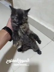  3 قطط تبني الموقع عمان طبربور