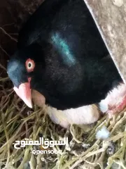  1 جوز سلفر مع فراخهم