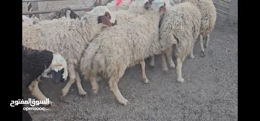  8 ذبايح خروف نعيمي حجم كبير