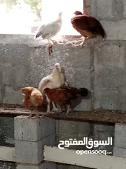  11 دجاج مهجن كوشن يصلح للتربية والذبح قريب الأنتاج