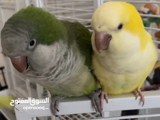  1 Pair of Quaker Parrots
