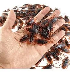  17 مقالب  رعب و نهفات مزح  حشرات دود   و اقعى صرصور و عنكبوت مقلب صدمه مصنعه من السيلكون