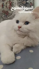  3 قطة شيرازي انثى للبيع عمرها 6 شهور