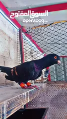  12 جواز حمام للبيع