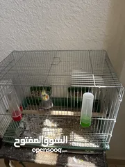  1 جوز كوكتيل مع فرخ طفرة إيزابيل