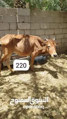  3 للبيع أبقار عمانية وجاعدة وكبش