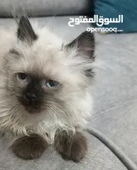  20 قـطـط هــمـالايـــا شـــوكـلـيــت مــكـــس شــــيـــــرازي لـــلـــبــــيـــع عـــمـــر 76 يـــــوم