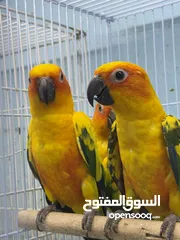  5 Sun Conure