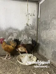  3 دياكه للبيع