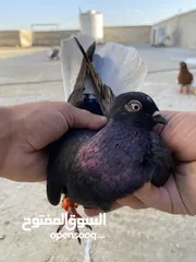  3 كوم حمام للبيع