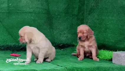  5 golden retriever puppies