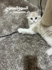  5 قط جميل ذا لون ابيض على بيج للبيع وبسعر مناسب جدا جدا. ودود أليف كثير الحركة يحب اللعب.