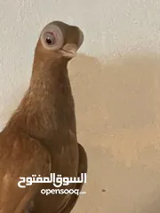  12 حيونات للبيع