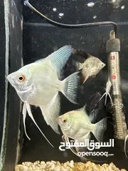  2 اسماك زينة ومفترسة باشكال واحجام ولا اجمل