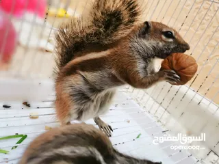  1 les ecureuils سنجاب سناجب السناجب