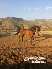  1 حصان عربي أصيل مطلوب 1300