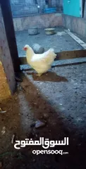  1 دجاجه للبدل على دجاجه بلديه