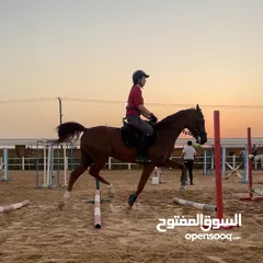  4 Jumping horse 5 years old