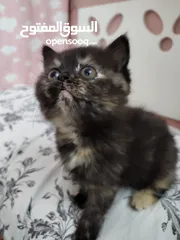  1 Persian Kittens