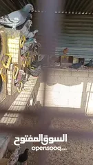  3 موجود خم حمام كامل للبيع بلدي و غيرو من أنواع اقر ا الوصف