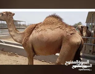  2 قعدان للبيع احجام طيبه فرصه للمشترين