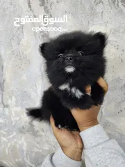  6 Mini Pomeranian Male puppy