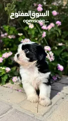  1 mini shih tzu for sale