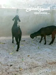  12 سخلتين شاميات ثنايا