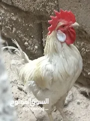  1 ديك عربي للبيع