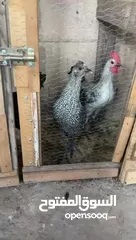  4 جاج بلدي ديك 2 جاج بلدي 2