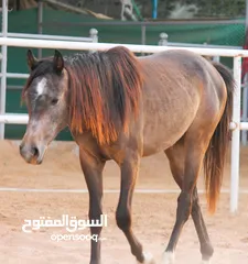 1 Very beautiful stallion  playfull and friendly .