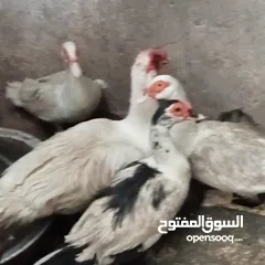  13 دجاج عرب وبشوش مصري