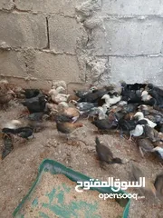  2 فرخات عمر شهر ونص مطعمات جاهزات سراحات صحه وعافيه ولله الحمد
