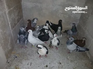  26 كوم كامل للبيع  دينارين ونص الحبه زق وكش الفحول كلها كش