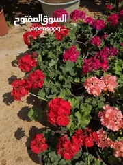  17 مشاتل المملكة الزراعية لتنسيق الحدائق