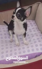  13 Chihuahua puppies