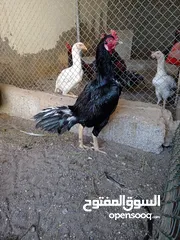  23 دجاجه ودياكه باكستانيات للبيع تابع ف الأسفل