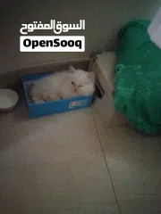  4 beautiful kitten 2 month old for sale