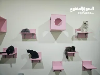  1 Cats wall shelf / play area