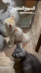  3 ثلاث قطط للبيع الأم وبنتي 