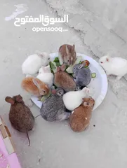  4 ارانب عمر شهر ونص تربيه منزل تب نظافه وبصحه جيده جدا.                                              .