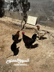  2 جاج للبيع جاج