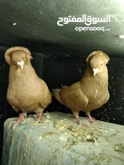  1 السلام عليكم بسم الله ما شاءالله جواز كلها نخب اول