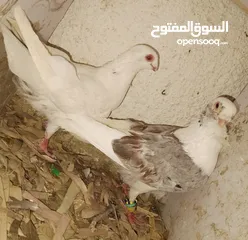  28 حمام جواز بصلات على نبي الحبه ب دينارين واغلبو تحتيو فراخ وبيض