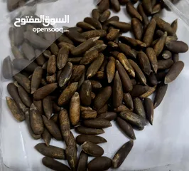  1 Pine nuts 1 Kg صنوبر