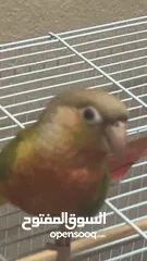  5 bird عصفور كنيور للبيع conure parrot طير